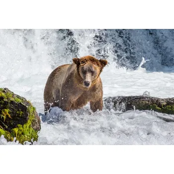 Fototapeta DIMEX | Vliesová fototapeta Medvěd v peřejích MS-5-0439 | 375 x 250 cm| zelená, modrá, hnědá + Vliesová fototapeta na stěnu DIMEX Medvěd v peřejích MS50439 v rozměru 375 x 250 cm + lepidlo zdarma