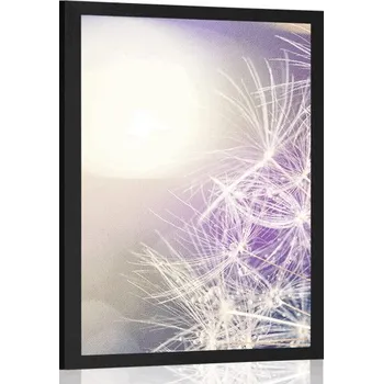 Plakát Dovido Plakát detailní pohled na pampelišku