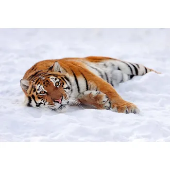 Fototapeta DIMEX | Vliesová fototapeta Tygr ve sněhu MS-5-0595 | 375 x 250 cm| bílá, černá, oranžová + Vliesová fototapeta na stěnu DIMEX Tygr ve sněhu MS50595 v rozměru 375 x 250 cm + lepidlo zdarma