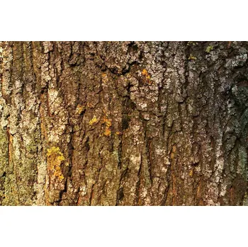 Fototapeta DIMEX | Vliesová fototapeta Kůra stromu s mechem MS-5-2336 | 375 x 250 cm| zelená, bílá, hnědá + Vliesová fototapeta na stěnu DIMEX Kůra stromu s mechem MS52336 v rozměru 375 x 250 cm + lepidlo zdarma