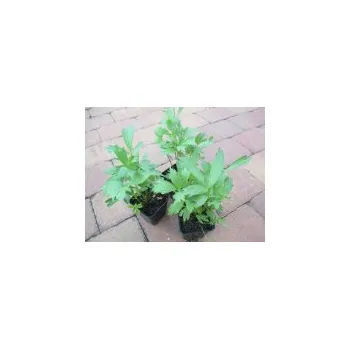 Sazenice Libeček sazenice