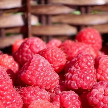 Přírodní voda Malina Rubus idaeus - list 25 l