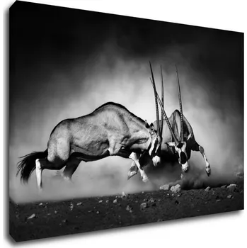 Obraz Impresi Obraz Antilopy černobílé - 60 x 40 cm