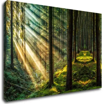 Obraz Impresi Obraz Paprsky slunce v lese - 60 x 40 cm