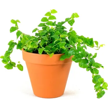 Gardners Ficus pumila, průměr 6 cm Fíkus droboučký
