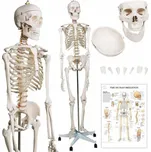 Jago JG74072 kostra lidské anatomie…