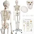 anatomický model Jago JG74072 kostra lidské anatomie 181,5 cm