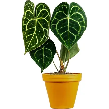 Gardners Anthurium clarinervium, průměr 12 cm Anturie, Toulitka, Prasečí ocásek
