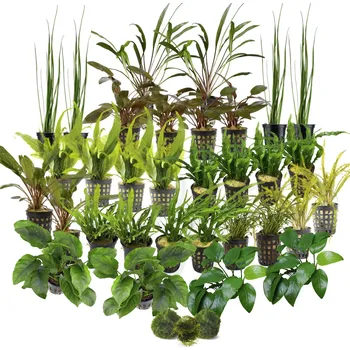 Akvárium Kolekce rostlin pro nenáročné akvárium 400l