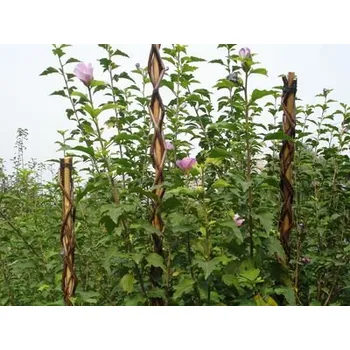 Opora na rostlinu STREND Tyč Garden Willow 130 cm, prútená, oporná k rastlinám