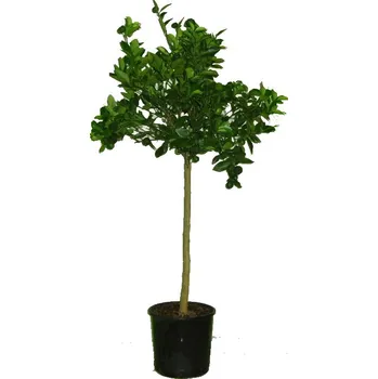 Sazenice Velký strom limeta zelená - werde nebo aurantifolia