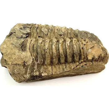 Magieprirody.cz Fosilie Trilobit Calymene Flexicalymene 75 mm #338