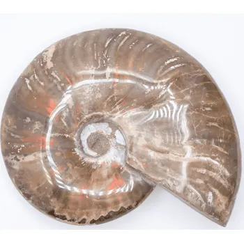 Milujeme Kameny Amonit - zkamenělina AT5 324896