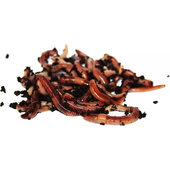 Krmivo pro terarijní zvíře Živá nástraha - Dendrobena Balení: 1 kg Pytel