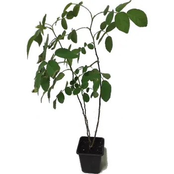 Sazenice Rosa villosa (L.) "KARPATIA" - (Rosa pomifera) - Růže dužnoplodá