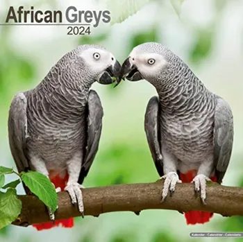 Kalendář Avonside Publishing Nástěnný kalendář African Greys 2024