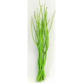 Zahradní dekorace Mitsumata větvě 12ks/45-60cm zelená (6368-452)