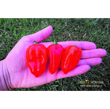 Semeno chilli-semena Habanero Red