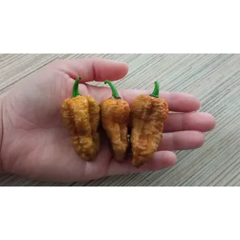 Semeno chilli-semena Bhut Jolokia Mustard