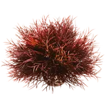 biOrb Mořská lilie hnědá 11 cm