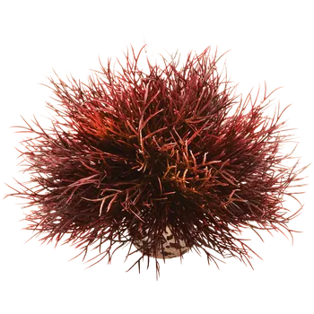 Dekorace do akvária biOrb Mořská lilie hnědá 11 cm