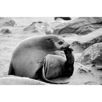 Plakát Plakát, Obraz - Seal, Christian Zwick