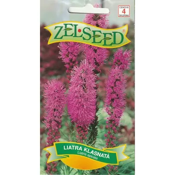 Semeno Šuškarda klasnatá (liatris, růžovo-purpurová) 12/2023