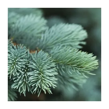 Výroba svíčky Pineforest - vonný olej na výrobu svíček (Borovicový les - vůně do vosku)