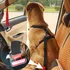 Vodítko pro psa Carmotion Bezpečnostní pás 25 mm 45-80 cm