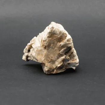 Milujeme Kameny Zkamenělé dřevo 14161