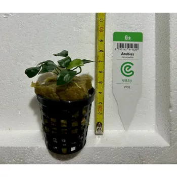 Akvarijní rostlina Anubias nana petite
