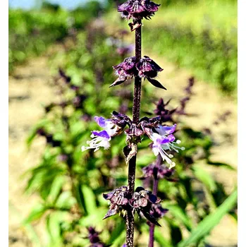 Bazalka thajská 5 g