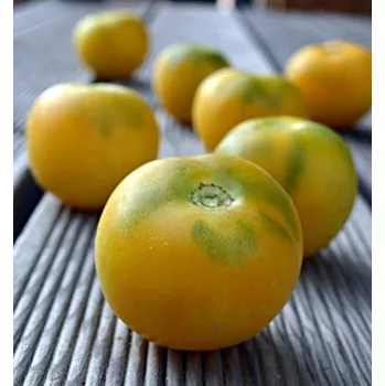 Semeno Wapsipinicon Peach - broskvové rajče