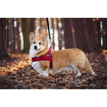 Postroj pro psa Vsepropejska Kelly pet postroj pro psa | 51 – 72 cm Barva: Vínová, Obvod hrudníku: 58 - 69 cm