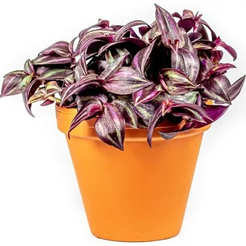 Gardners Tradescantia zebrina Purple, průměr 6-7,5 cm Podeňka, voděnka