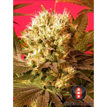 Semeno Motavation - Serious Seeds - regular - 11 ks
