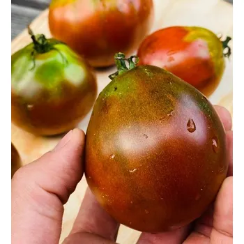 Semeno Black Trifele 2