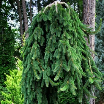 Sazenice Picea abies Frohburg 40/60 cm