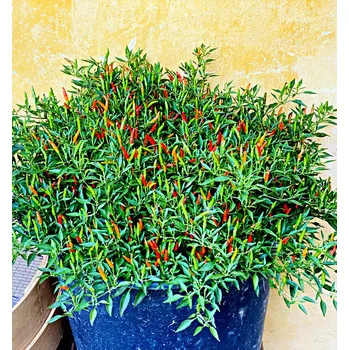 Koření Divoká chilli