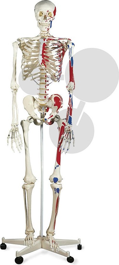 Lidská kostra se svaly, vysoce kvalitní provedení