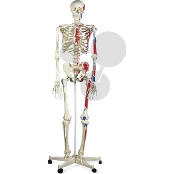 anatomický model Lidská kostra se svaly, vysoce kvalitní provedení, výška 170 cm