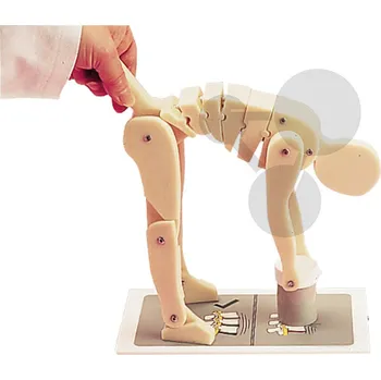 anatomický model Demonstrační model Ergonomie