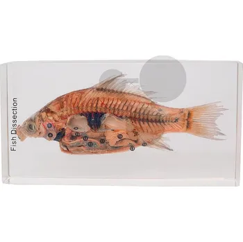 anatomický model Model kapra, v řezu - preparát zalitý v pryskyřici