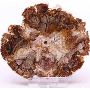 Drahý kámen Magieprirody.cz Zkamenělé dřevo plát 214 g - 9 cm + stojánek #B401 Madagaskar