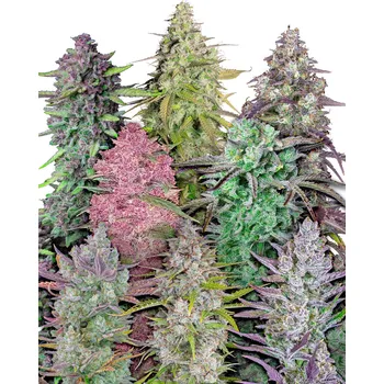 Semeno FastBuds Mixed Pack Auto Balení: 5ks