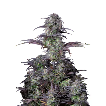 Semeno FastBuds Blue Dream Auto Balení: 1ks