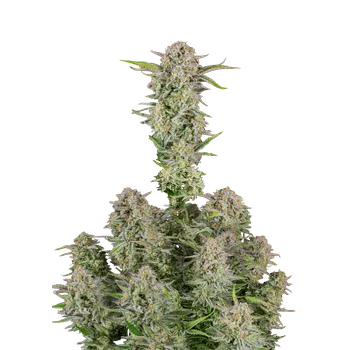 Semeno FastBuds Bruce Banner Auto Balení: 1ks