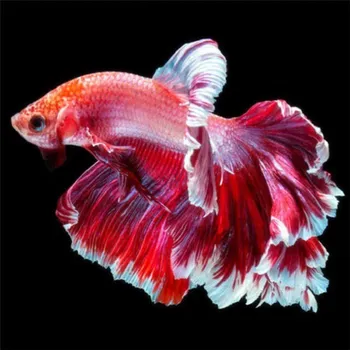 Diamantové malování DIAMANTOVÁ MOZAIKA RYBA 04 - SLEVA -50%