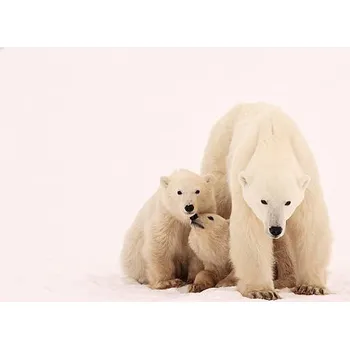 Plakát Plakát, Obraz - Polar Bear Sibling Affection, John Conrad