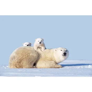 Plakát Plakát, Obraz - MOTHER POLAR BEAR WITH CUBS, CANADA, Art Wolfe